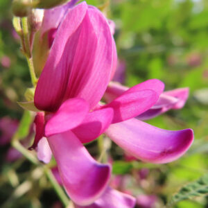 ミヤギノハギのピンク色の花びらを横方向から接写した写真｜蝶形花の質感が際立つ秋の野の花
