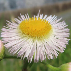 ハルジオンの花をアップで撮影した写真｜黄色い花芯と白〜淡いピンク色の細い花弁が広がる春の野草の姿
