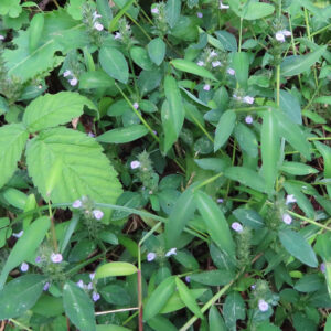 地面一帯にキツネノマゴが広がり群生して咲く様子を撮影した写真｜薄紫色の小花が点在する緑の群落