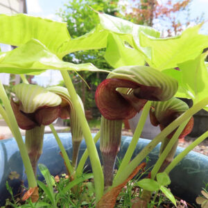 鉢植えのムサシアブミが複数株並んで伸びる様子を撮影した写真｜明るい緑葉と独特な仏炎苞が際立つ春の山野草