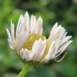 白く開きかけたヒメジョオンの花と黄色い花芯（斜め横からの視点）