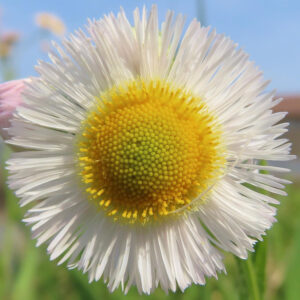 ハルジオンの花を真正面からアップで撮影した写真｜黄色い花芯と白い細い花弁が放射状に広がる春の野草