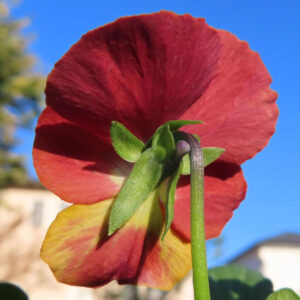 ビオラ・パンジーのもの思いの花を撮影した花写真
