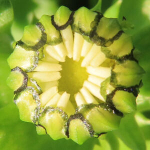 ノースポールの北極の雪を思わせる白い小菊を撮影した花写真