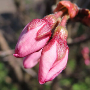 サクラの日本の桜文化を撮影した花写真