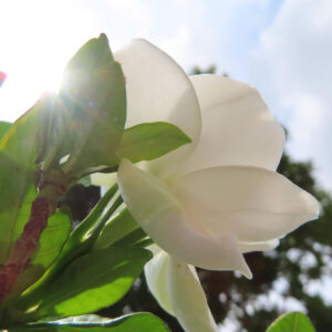 逆光に透ける白いクチナシの花を下から見上げた写真