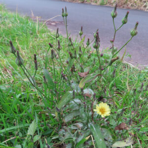 アキノノゲシの全体像。路肩の草地に生育し、細長い茎に多数の紫を帯びた蕾と、淡黄色の花を一輪咲かせている様子を写した写真