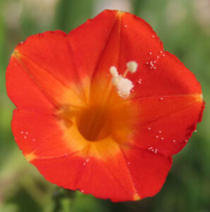 マルバルコウの花を正面から接写した写真。赤い花弁が放射状に広がり、中心は黄色から橙色へとグラデーションしている。花の中央には白い雄しべが立ち、花弁表面には細かな花粉が点在する。背景は緑が柔らかくぼけた構図。