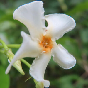 テイカカズラの白い花を斜めからクローズアップで撮影した写真。中央の橙色の花芯とカールした花弁が特徴的に写っている