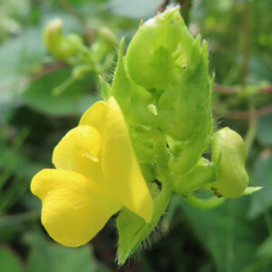 ヤブツルアズキの黄色い花をマクロ撮影した写真。豆科植物特有の蝶形花で、丸みのある黄色い旗弁と湾曲した翼弁・竜骨弁が横向きに重なり、背後には産毛の目立つ黄緑色の萼と未開花の蕾が立体的に写る。自然光で花弁のなめらかな質感が際立ち、背景は緑に柔らかくぼけた構図。