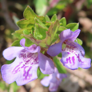カキドオシの垣を通す春の薄紫花を撮影した花写真