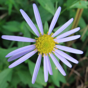 コヨメナの淡紫色の野菊を撮影した花写真