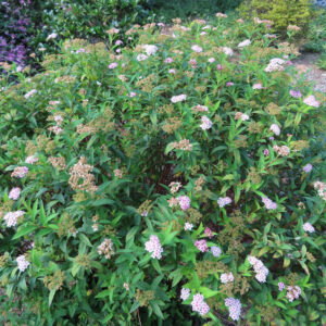 庭で大株に茂ったシモツケが淡いピンクの花を多数咲かせている全体写真