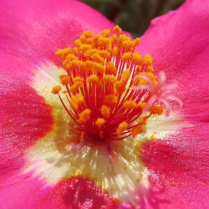 ピンクのマツバボタンの花芯を極端に拡大した接写写真