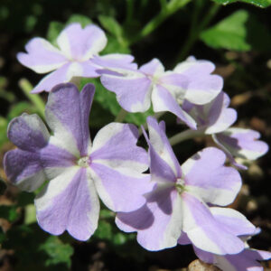 日本で白×薄紫のバーベナが複数集まる花房の接写