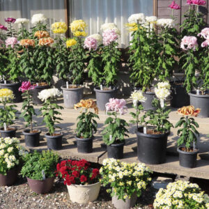 白・黄・淡いピンク・赤など多彩な色のキク（菊）が鉢植えで整然と並ぶ様子を、屋外の日差しの下で捉えた全体風景写真。大小さまざまな菊鉢が段状に配置され、秋の園芸風景が分かる構図。