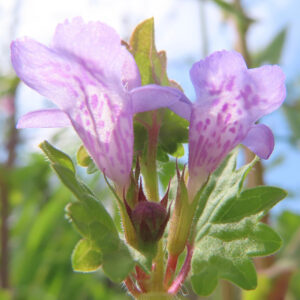 カキドオシの垣を通す春の薄紫花を撮影した花写真