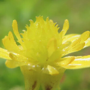 キツネノボタンの花の中心部と雄しべ・雌しべの詳細写真