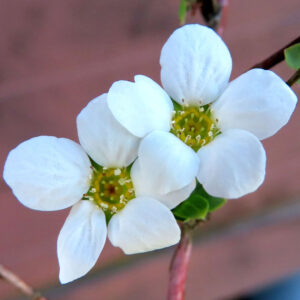 ユキヤナギの雪のような白い小花を撮影した花写真