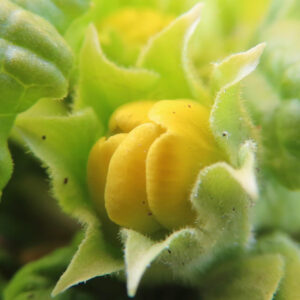 プリムラの春を告げる花を撮影した花写真