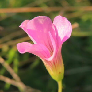 ムラサキカタバミの淡紅紫の片喰花を撮影した花写真