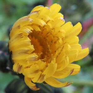 ノゲシのタンポポ似の黄花を撮影した花写真