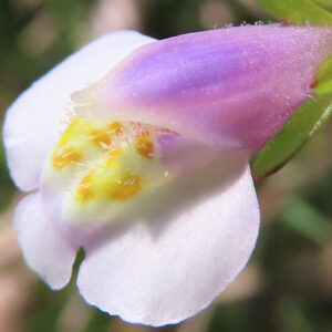 トキワハゼの花の接写写真｜白い下唇弁と紫色の上唇弁、黄色の隆起が特徴的な野草のマクロ撮影