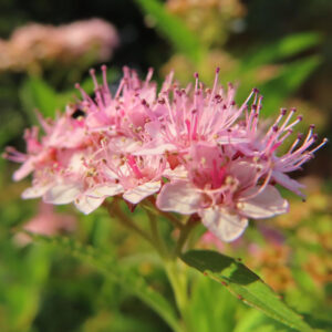 淡いピンクのシモツケの花が満開で細い雄しべが放射状に伸びる様子を接写した写真｜初夏の開花シーン