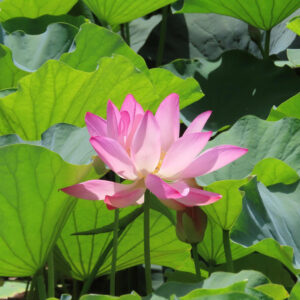 緑の葉に囲まれて咲く淡いピンク色のハスの花の写真