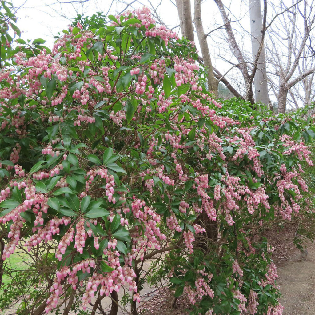 アセビがピンク色の花を咲かせています