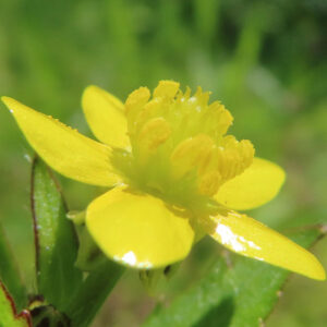 光沢のある花びらが特徴的なキツネノボタンの側面からの花姿