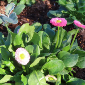 デイジーの太陽の目と呼ばれた花を撮影した花写真