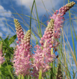青空と草原を背景にツルボ（Scilla scilloides）の花穂が複数立ち上がる様子を撮影した写真｜薄紫色に咲く秋の野草