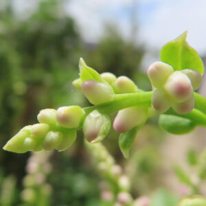 ツルムラサキの花芽を接写した写真、緑の茎に白色から淡いピンク色のつぼみが並んでいる様子