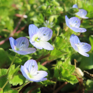 オオイヌノフグリの星の瞳と呼ばれる青い春花を撮影した花写真