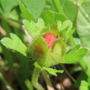 ヘビイチゴの黄色い花を撮影した花写真