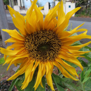 花びらがやや枯れ始めたヒマワリが夏の終わりを感じさせるアップ写真