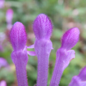 ホトケノザの仏の座に似た葉の春野草を撮影した花写真