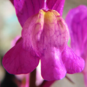 キンギョソウの口元の花形を撮るポイントを撮影した花写真
