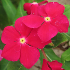 赤いニチニチソウの花が咲く接写写真