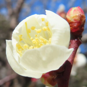 ウメの早春に香る梅を撮影した花写真