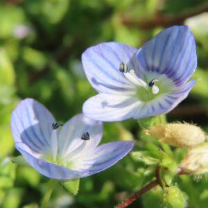 オオイヌノフグリの星の瞳と呼ばれる青い春花を撮影した花写真
