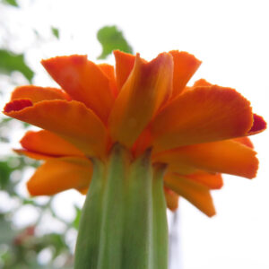 逆光で下から見上げたオレンジ色のマリーゴールドの花の写真｜空に映える鮮やかな花びら