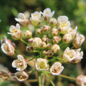 ナズナの白い小花を撮影した花写真