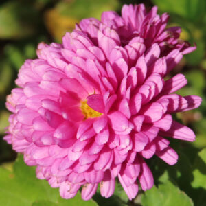 ピンク色のキクの花を正面からクローズアップ撮影した写真。幾重にも重なる花びらと中心の黄色い花芯がはっきり写り、背景は緑にぼけている。