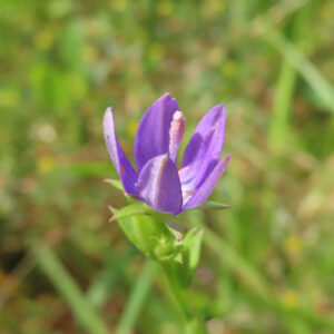 ヒナキキョウソウの紫色の花を正面から接写した写真｜半開きの花弁とまっすぐ伸びた雄しべが特徴的な野草のアップ