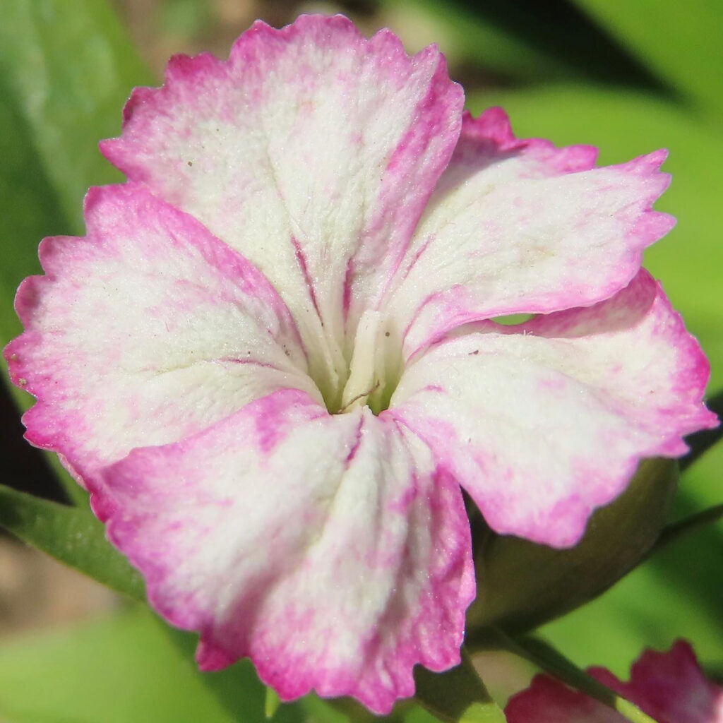 ナデシコがピンク色の花を咲かせています