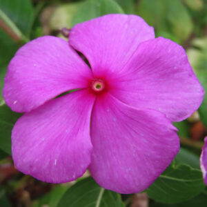 鮮やかなマゼンタ色のニチニチソウの花の接写写真