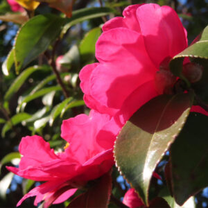 サザンカの花を斜め横から捉えた接写写真。濃いピンク色の花弁が重なり合い、日差しによる光と影が花弁と艶のある緑の葉に落ち、立体感のある自然な構図。