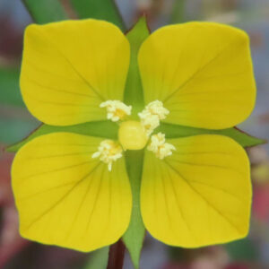 ヒレタゴボウの花を真正面から接写した写真｜4枚の鮮やかな黄色い花弁が十字状に広がり、中心に淡黄色の雄しべと雌しべが集まる構造がはっきり分かる野草のマクロ撮影